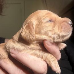 Nova - Cream female Dachshund puppy in South Fulton, Tennessee from Stiles' Mini Doxies