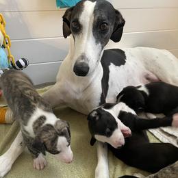 Whippet puppies from Phoenix Whippets