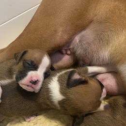 Boxer Puppies from Meraki Boxers