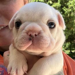 Chanel - Cream female French Bulldog puppy in Hemlock, Michigan from Top Billin' Frenchies, LLC