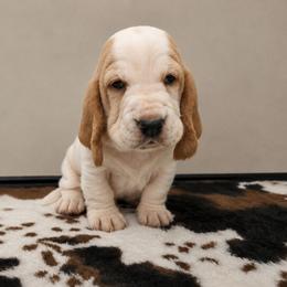 Ariel - Red and white female Basset Hound puppy in Denison, Texas from Emma Lou's Baby Bassets