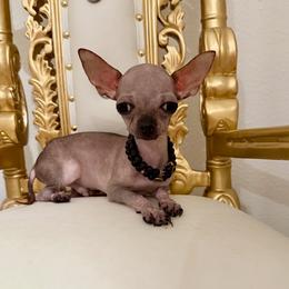 Rare , exotic, hairless ,6500 - Fawn male Chihuahua puppy in Burleson, Texas from Tiny Diiamond Chihuahua