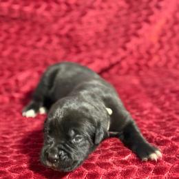 Silver Collar R - Black male Cane Corso puppy in Paris, Texas from Knucklehead Cane Corso