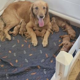 Girl 7 - female Golden Retriever puppy in Fairborn, Ohio from Buckeye Blossom Golden Retrievers