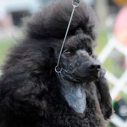 Marty - Poodle