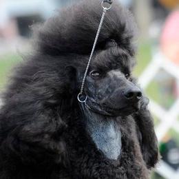 Marty - Poodle