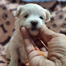 Maltese Puppies from Emotional Amor Support