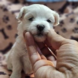 Maltese Puppies from Emotional Amor Support