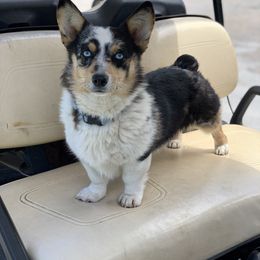 Sky - Blue merle and white female American Corgi puppy in Oxford, Iowa from Burns Corgis