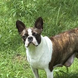 Daisy - Boston Terrier