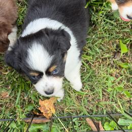 ASDR 2 Blue's Oreo  Cookie - Black tri male Toy Australian Shepherd puppy in Tremont, Tennessee from 2 Blue Toy Aussies