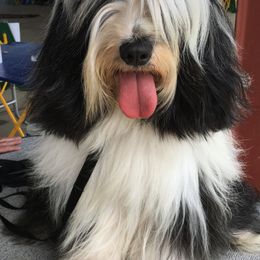 Goldendoodles and Tibetan Terriers from Dood Ranch Doodles & Kildare Tibetan Terriers