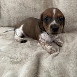 Cash - Piebald male Dachshund puppy in Greenback, Tennessee from Low Rider Litters