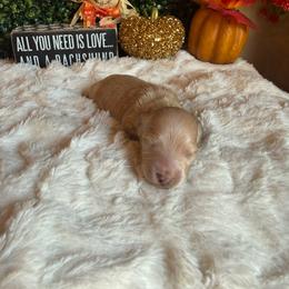 Sugar - Cream female Dachshund puppy in Perryville, Maryland from Heavenly Heritage Dachshunds and Doods