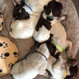 German Shorthaired Pointer puppies from FairHill GSP’s