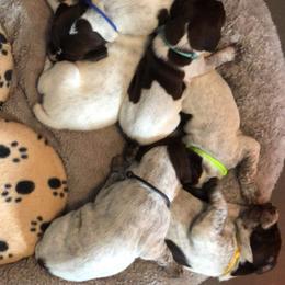 German Shorthaired Pointer puppies from FairHill GSP’s