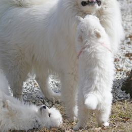 Samoyed Puppies from The Office Pups