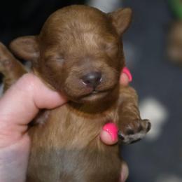 White Collar Girl - Red  female Poodle puppy in Vernon, Texas from Sugarland's Texas Goldendoodles