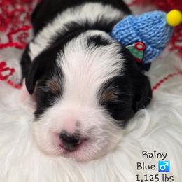 Blue - Tri-color male Bernedoodle puppy in Rockledge, Florida from Stormie's Doodles