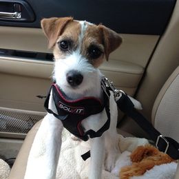 Parson Russell Terriers from Thunder Hill Terriers