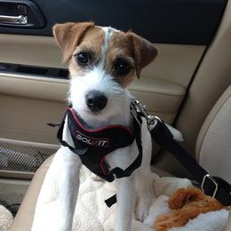 Parson Russell Terriers from Thunder Hill Terriers