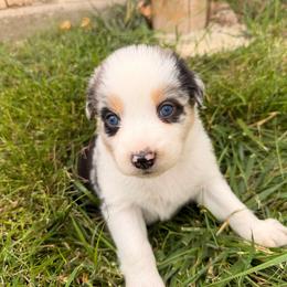 Raya - Blue merle female Australian Shepherd puppy in Vernal, Utah from Dancing M Australian Shepherds