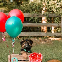 German Shepherd Puppies from Alexanderhof Kennels