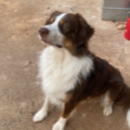 Cooper - Australian Shepherd