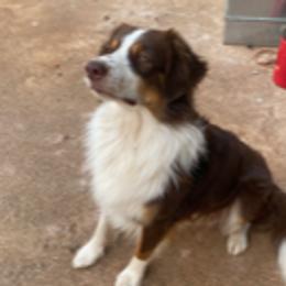 Cooper - Australian Shepherd