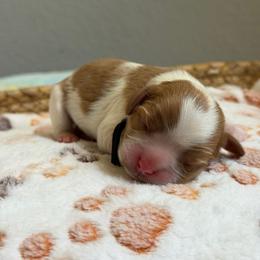 Dimoo - Blenheim male Cavalier King Charles Spaniel puppy in Fontana, California from Magical Cavaliers