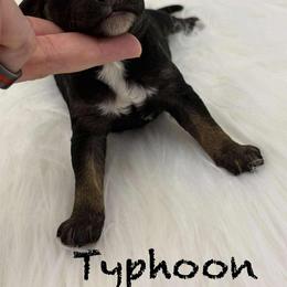 Boy 2 - male Poodle puppy in Wheatland, California from Sapphire Ridge Poodles