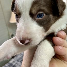 Ember - White and red female Border Collie puppy in Rickman, Tennessee from Roaring River Border Collies