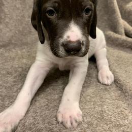German Shorthaired Pointer Puppies from Spotted Dog Lodge