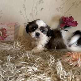 Alexa - Brindle and white female Shih Tzu puppy in Hibbing, Minnesota from Iron Range Shih Tzu and Puppies