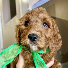 Green Female - Apricot female Goldendoodle puppy in Great Falls, Montana from Montana Goldendoodles