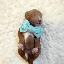 Prescott - Red male Cavapoo puppy in Central, Arizona from Desert Valley Doodles