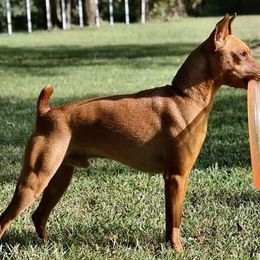 Seeley - Miniature Pinscher