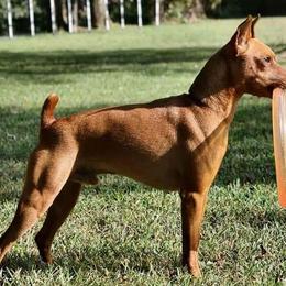 Seeley - Miniature Pinscher