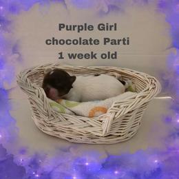 Purple parti girl - Parti female Yorkshire Terrier puppy in Inverness, Florida from Luvayorkie&more
