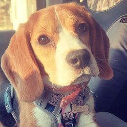 Stella - Beagle