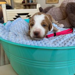 Bonfire - Red  male Goldendoodle puppy in Chino Valley, Arizona from Bass Creek Doodles