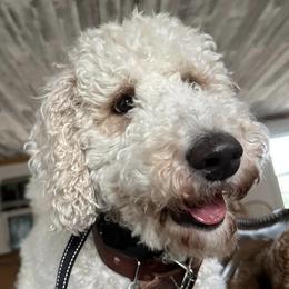 Goldendoodles and Poodles from Blue Creek Poodles and Doodles