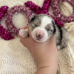 Juliet - Blue merle female Miniature American Shepherd puppy in Henrietta, New York from Morning Glory Minis