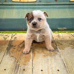 Pink - Red speckled female Australian Cattle Dog puppy in Spokane, Washington from 4D Cattle Dogs