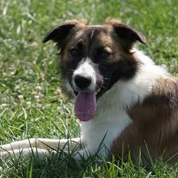 Freya - Border Collie