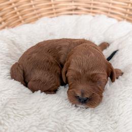 Brownie - Red male Cavapoo puppy in Apache Junction, Arizona from Coffey House Doodles