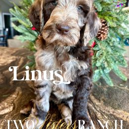 Linus - male Newfypoo puppy in Jackson, Missouri from Two Sisters Ranch, LLC
