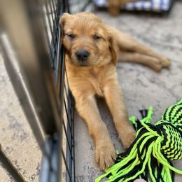 Golden Retriever Puppies from Golden Wiggle Retrievers