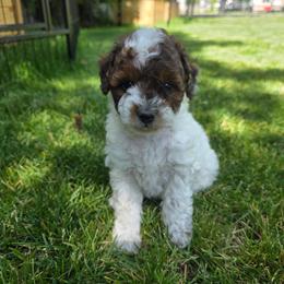 Peony - Sable female Aussiedoodle puppy in Blackfoot, Idaho from Draper Mountain Doodles