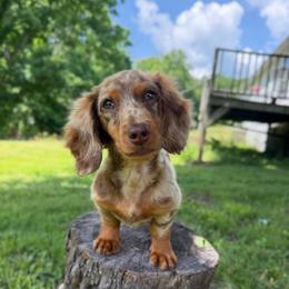 Toot - Dachshund
